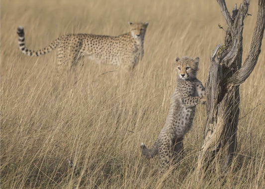 Sain sen äiti | Valokuvatapetit