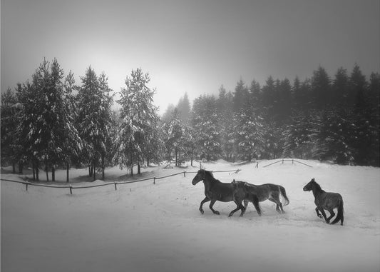 Nimetön | Valokuvatapetit