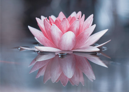 Padmasana | Valokuvatapetit