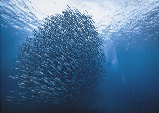 Massajättiläinen | Valokuvatapetit