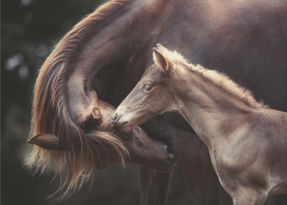 Bond | Valokuvatapetit