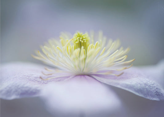 Mayleen | Poster - Kunstdruck