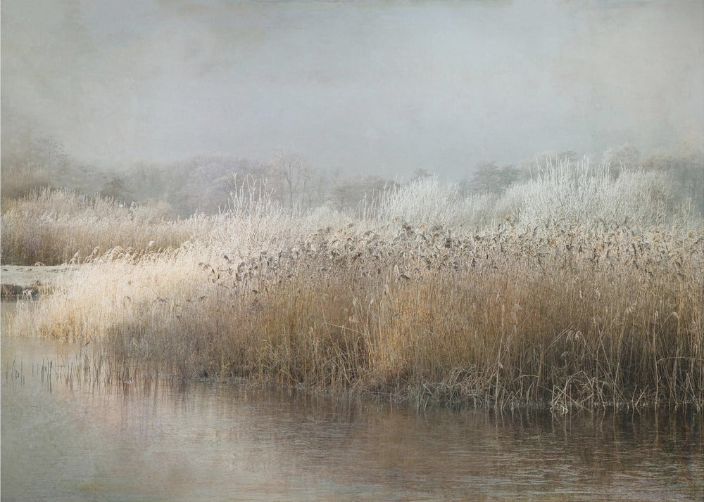 Talviaamu | Valokuvatapetit