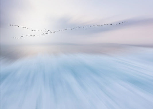 lentää yli | Valokuvatapetit