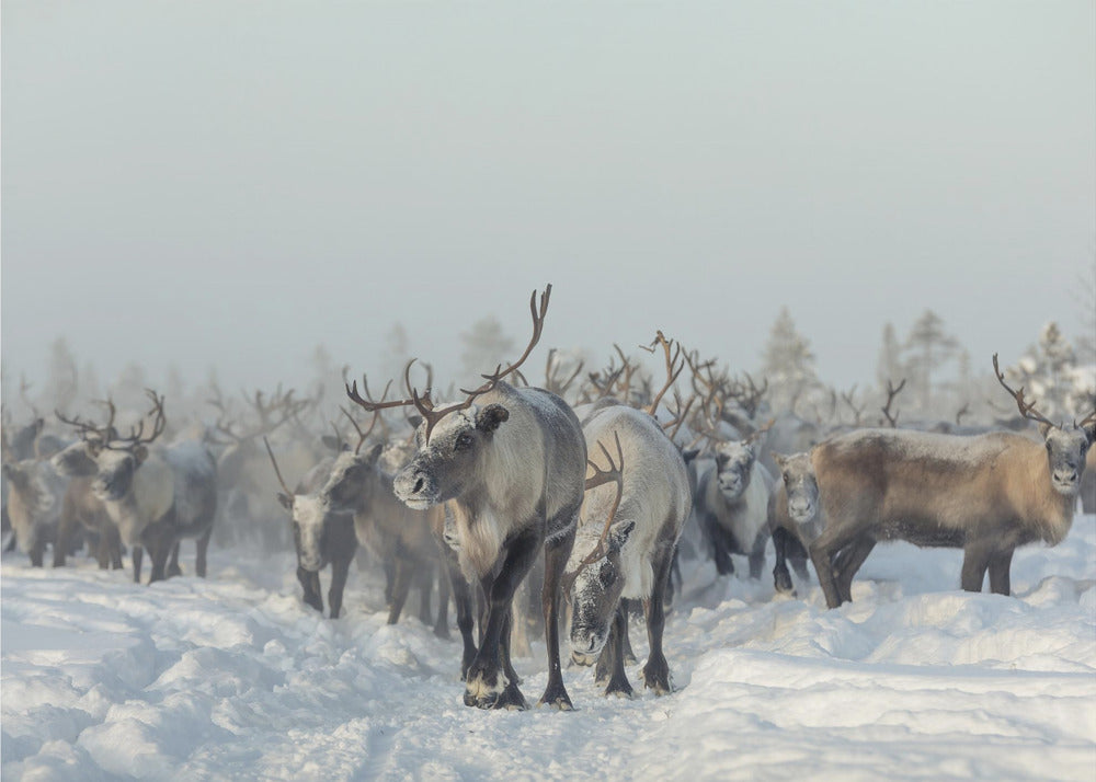 Reindeers | Wallpaper