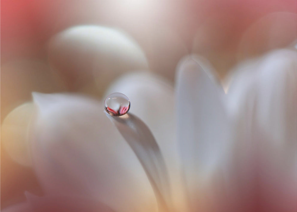 Enigma.. | Papel Pintado Fotográfico