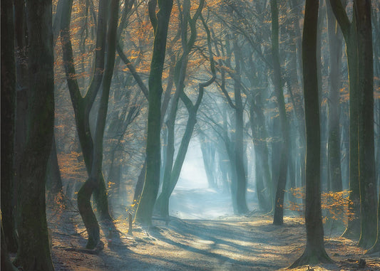 Kylmä valo | Valokuvatapetit