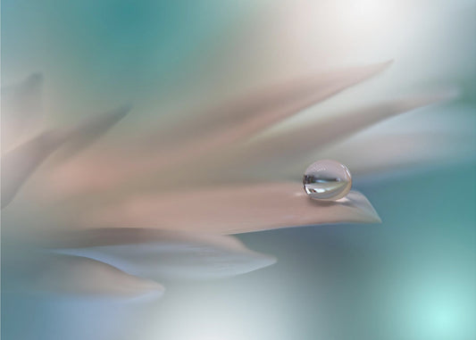 Valkoinen sinfonia.. | Valokuvatapetit