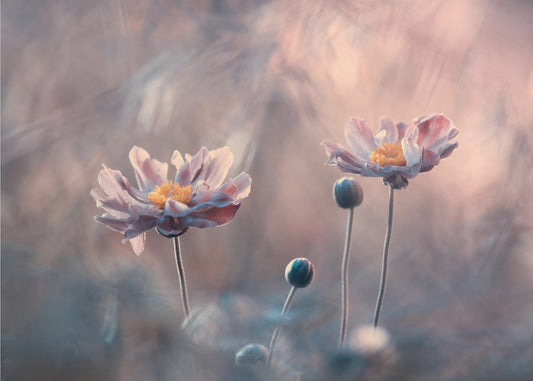 Rakkaudella | Valokuvatapetit