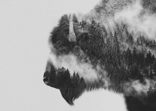 Bisonte | Impresiones en Lienzo