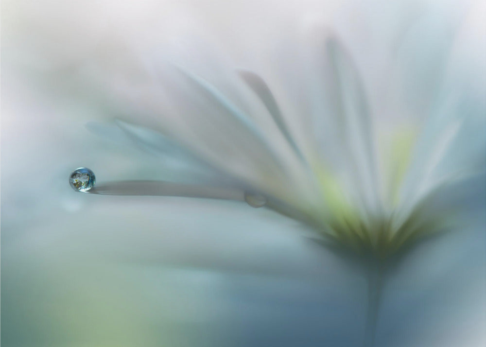 Toivon kentät.. | Valokuvatapetit