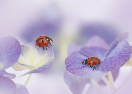 Punainen ja violetti | Valokuvatapetit