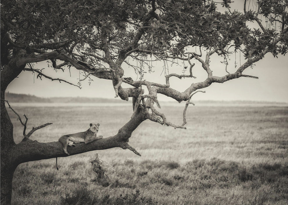 Kuningatar | Valokuvatapetit