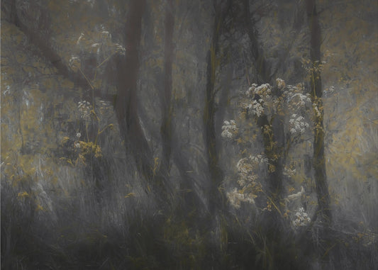 Cow parsley | Poster