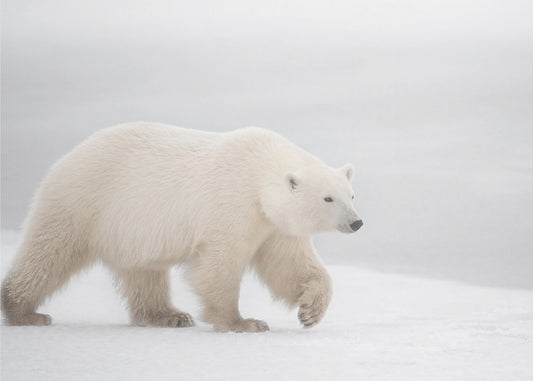 Biały | Wydruki na łótnie