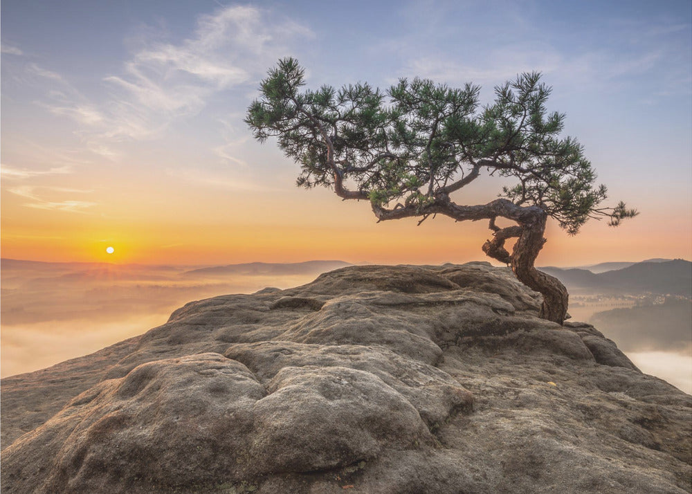 Vanha mänty | Valokuvatapetit