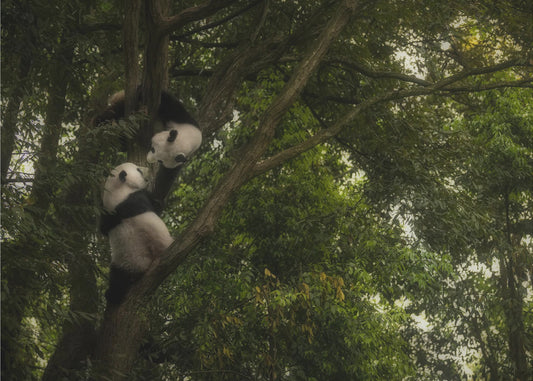 Panda | Valokuvatapetit