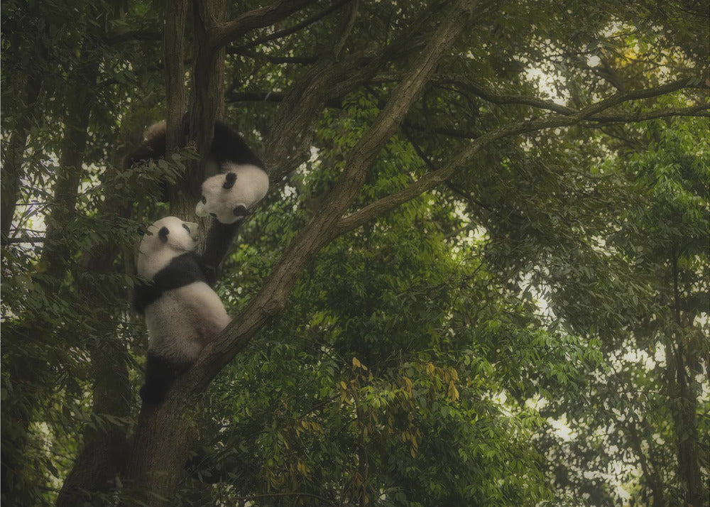 Panda | Papel Pintado Fotográfico