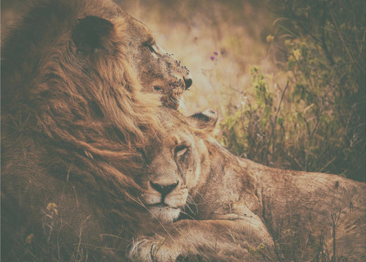 Me "lennämme" yhdessä | Canvastaulut