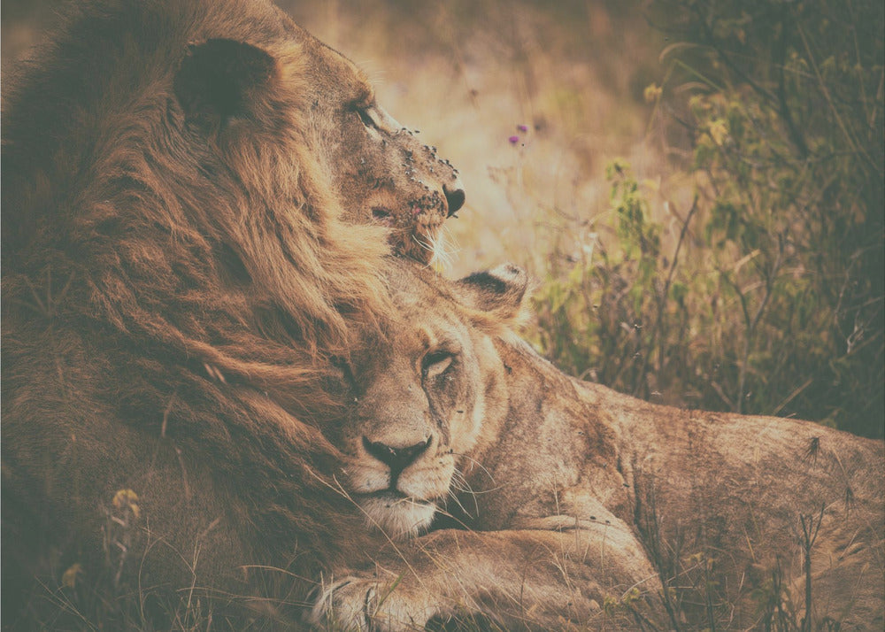 Me "lennämme" yhdessä | Canvastaulut