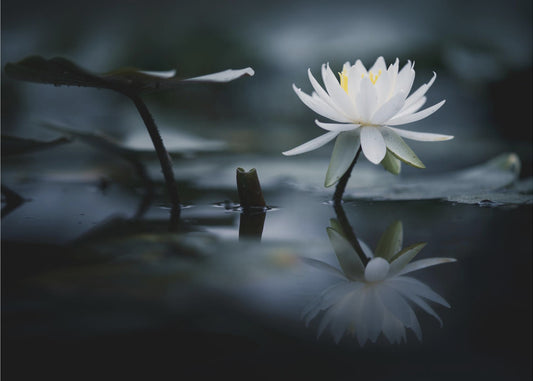 Heijastus | Valokuvatapetit