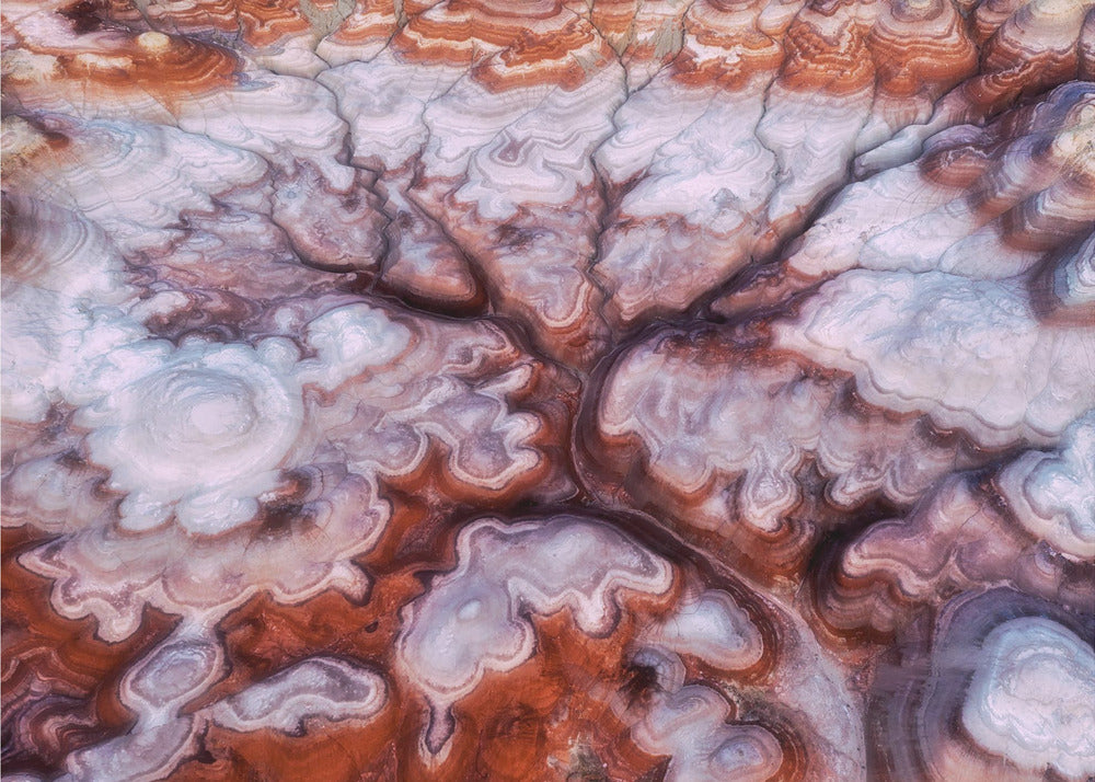 A Tree in the Desert | Wallpaper
