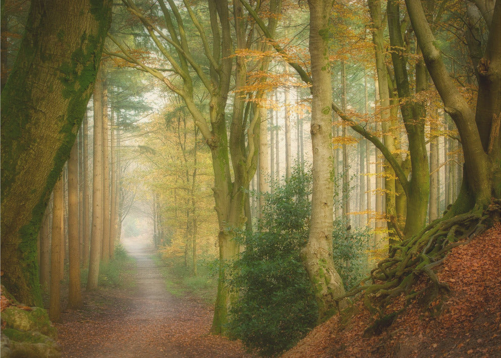 Following Fog | Wallpaper