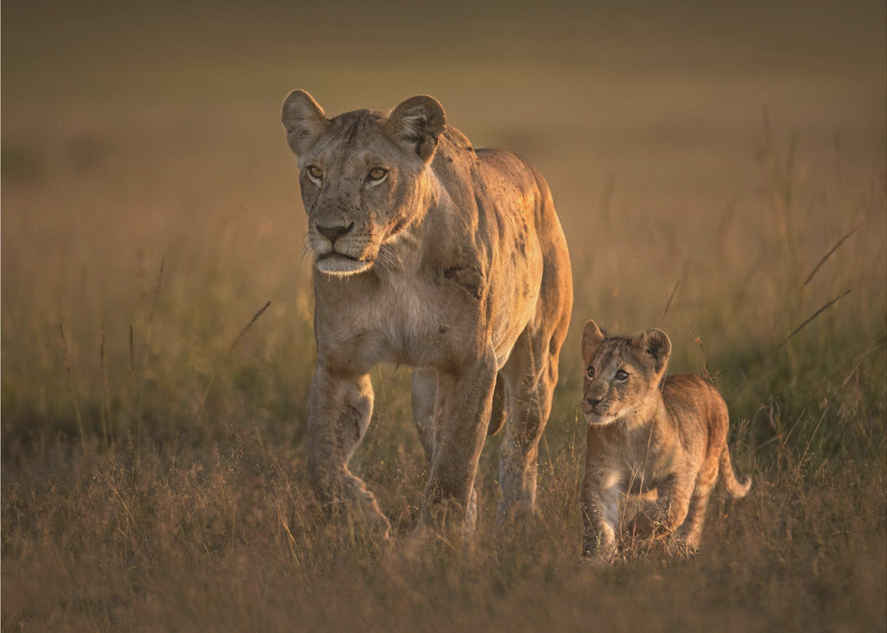 Mom lioness with cub | Wallpaper