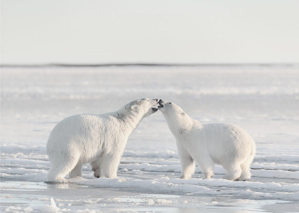 Aamun juhla | Valokuvatapetit