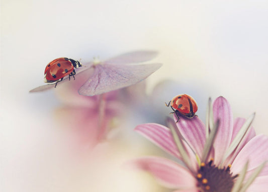 Kesän viimeiset päivät | Valokuvatapetit