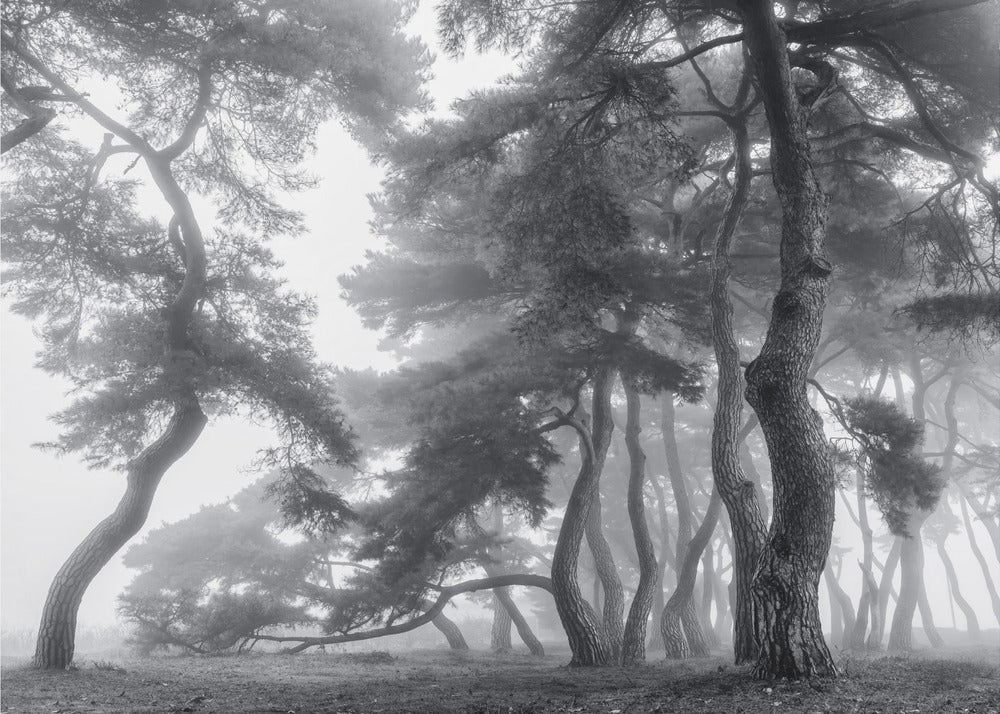 Kestää sata vuotta | Valokuvatapetit