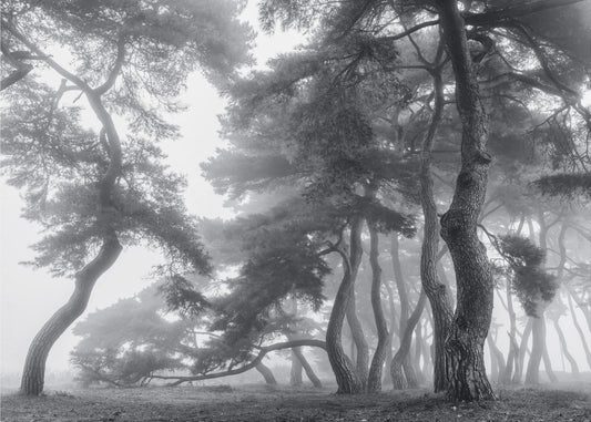 Kestää sata vuotta | Valokuvatapetit