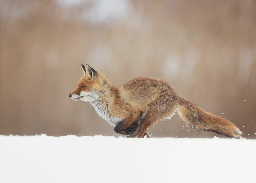 Zorro rojo | Papel Pintado Fotográfico