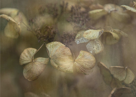 Winter is coming | Poster