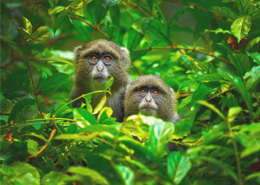 Sininen apina | Valokuvatapetit