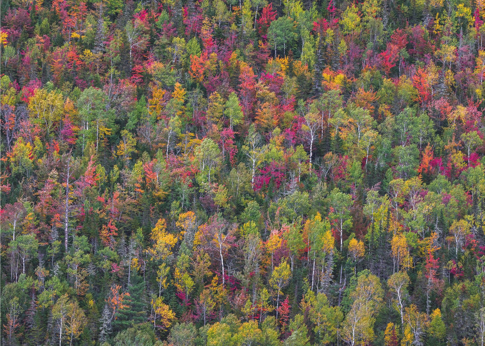 Väripaletti | Valokuvatapetit