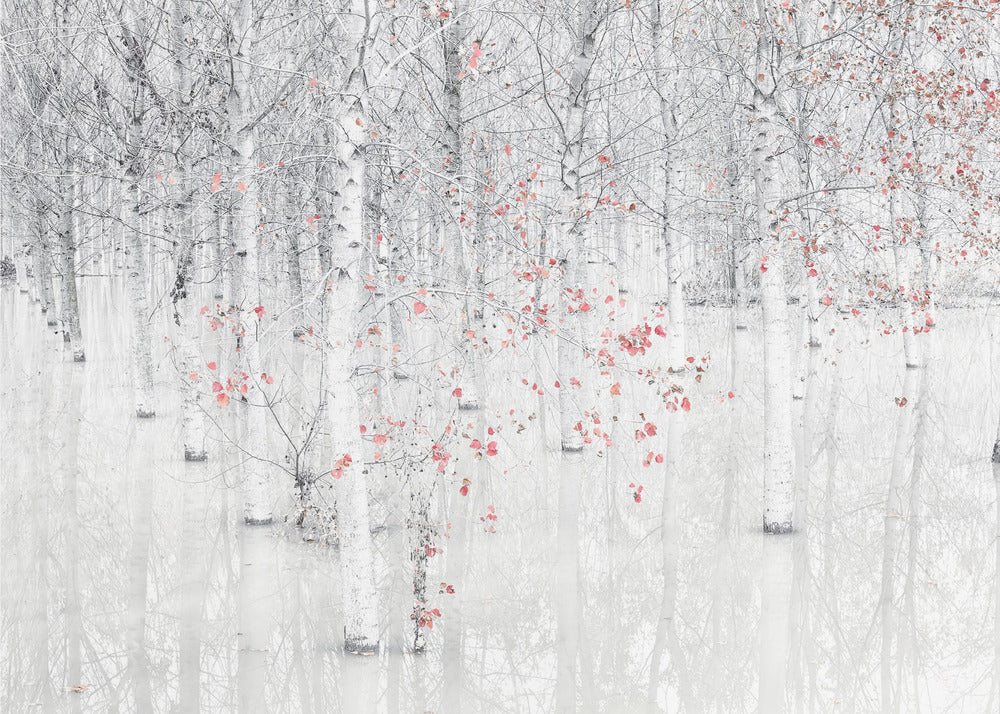 Punainen ja valkoinen | Valokuvatapetit