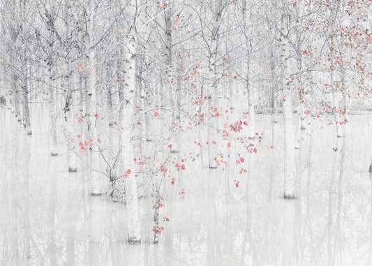 Punainen ja valkoinen | Valokuvatapetit