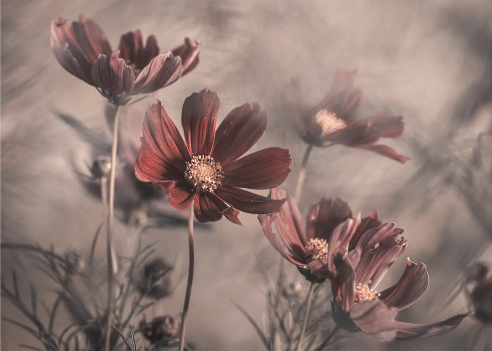 Kosmos 2019 | Valokuvatapetit