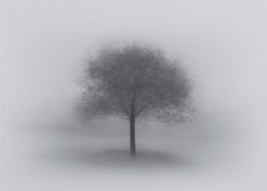 Árbol en la niebla | Impresiones en Lienzo