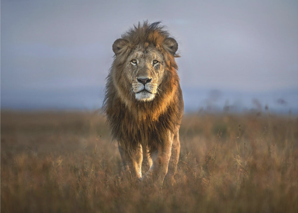 Leijona lähikuvassa | Valokuvatapetit