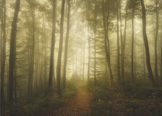 Katoavaisuuden viehätys | Valokuvatapetit