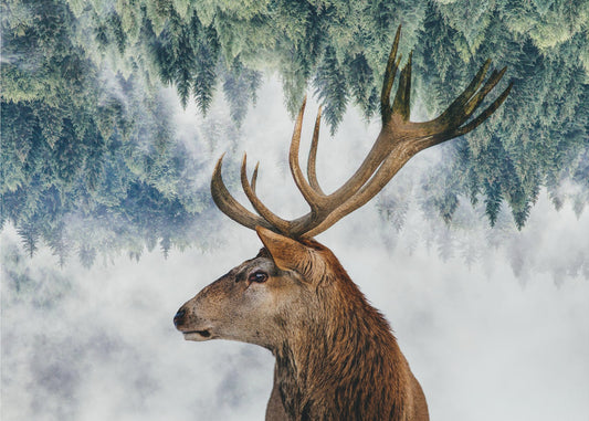 Peura ja metsä | Valokuvatapetit