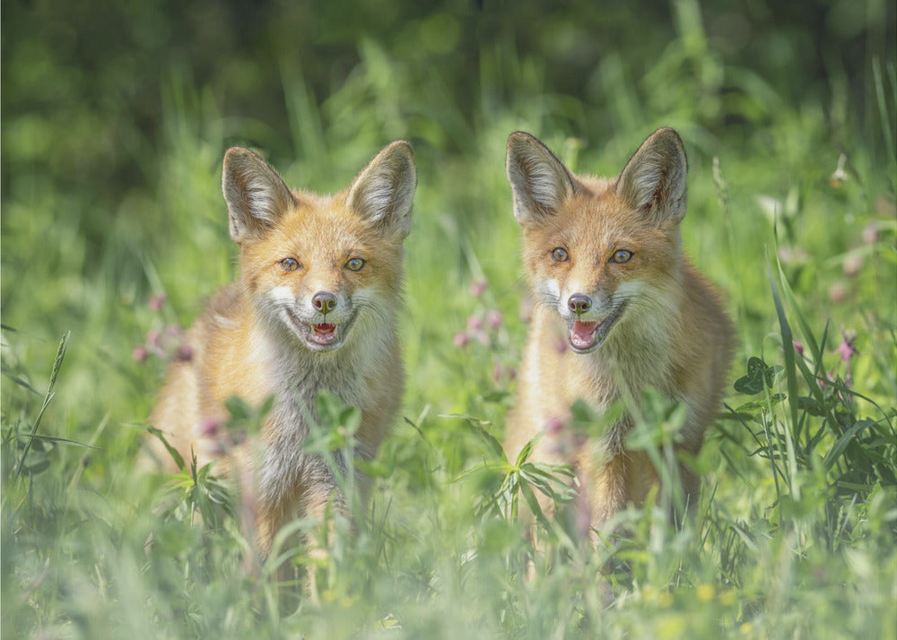 Hermanos | Papel Pintado Fotográfico