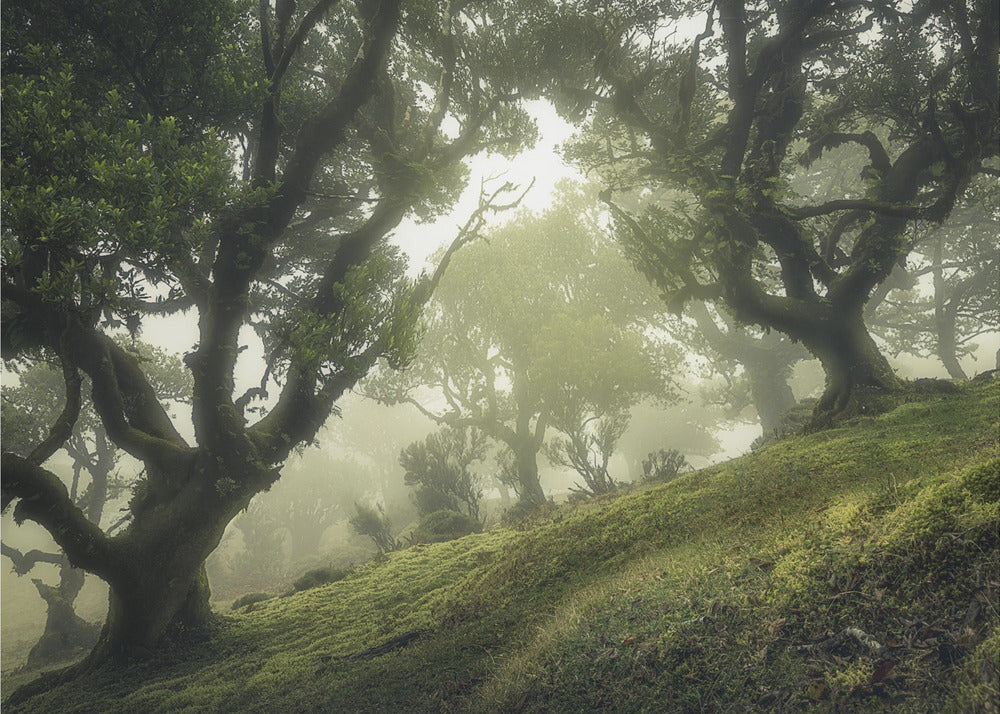 Lumottu metsä | Valokuvatapetit