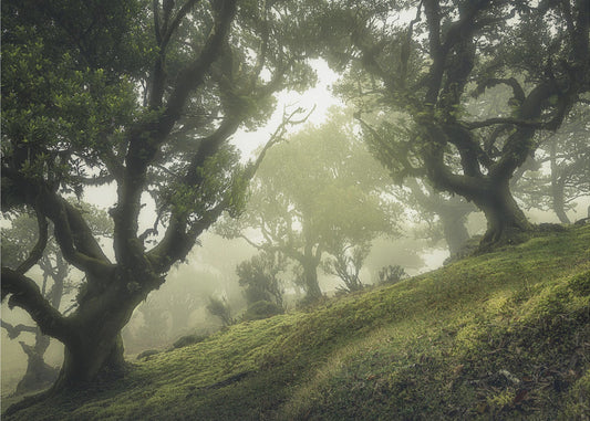 Lumottu metsä | Valokuvatapetit