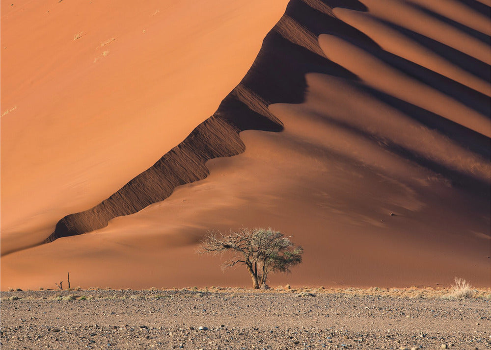 The dune and the tree | Wallpaper