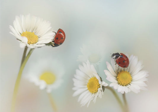 Kevät... | Valokuvatapetit