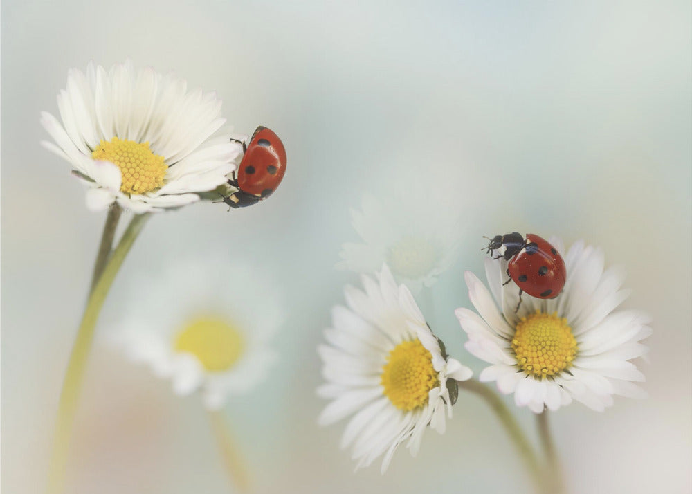 Kevät... | Valokuvatapetit