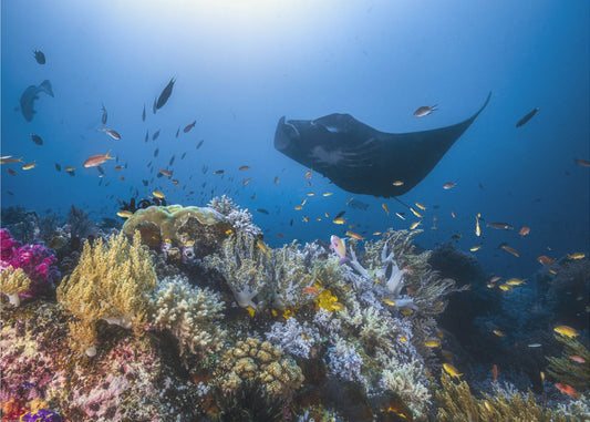 Manta-riutta riutalla | Valokuvatapetit